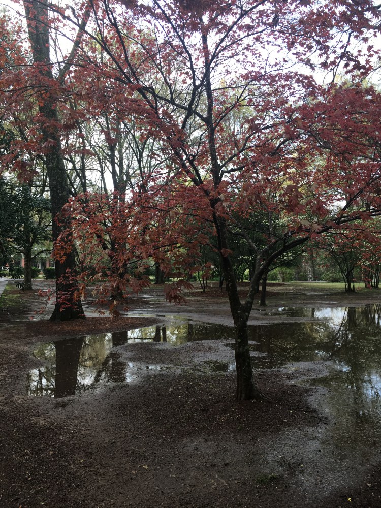 image_1c7de3e8-4678-4060-a45c-1254cd870232.img_5129